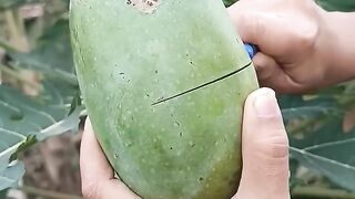 Mangga alpukat