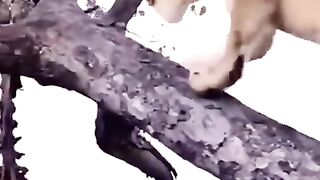 Great_Cats_Fighting,_will_always_be_mocked_by_the_Hyena_????_#shorts_#lion_#leopard_#hyena(480p).