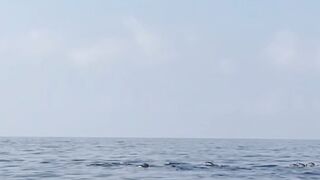 Dolphin In Bohol