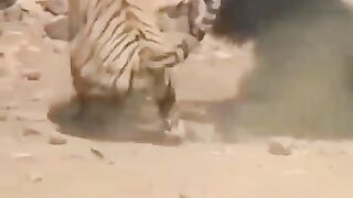 Tiger_Vs_Bear(480p).