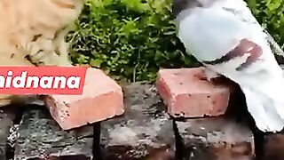 کبوتر اور بلی کی لڑائی