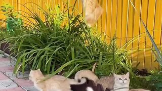 Gatitos
