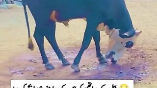 بیل کے ساتھی کو اس کے سامنے ہی ذبح کر دیا
