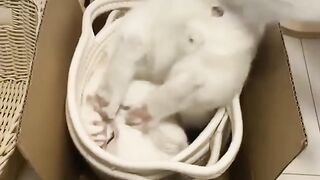 Locura gatuna