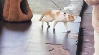 Lucky for pets #viral #trending