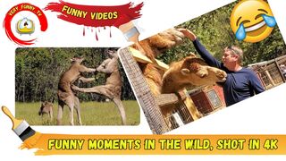Funny videos | Funny moments in the wild, shot in 4K