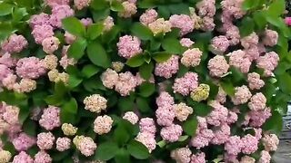 flower garden