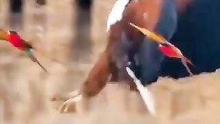 النسر