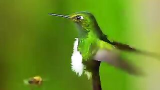 Colibri et abeille
