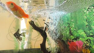 aquascape 2