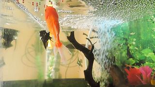 aquascape #3