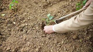 sowing｜Delicious food from nature wild vegetables 播種｜從大自然中汲取的鮮美：野菜