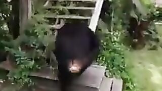 Chimpanzé