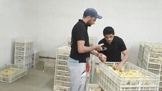 حقن وتقطير كتاكيت