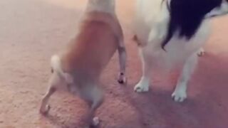 Funny dog video 10