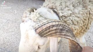 #كبش العيد اضحي#, المغرب والعربي
