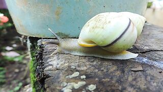 snail #2