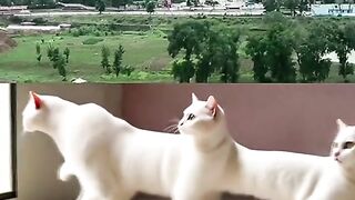 Subhan Allah masha Allah cat