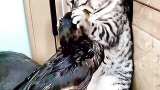 A funny pet (cat, swan and dog) fight