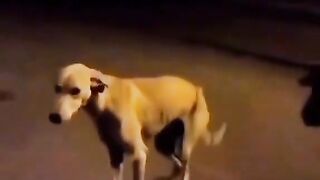 Short Videos 73