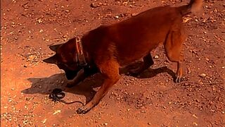 Dog vs snake