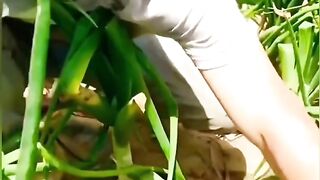 Harvest onions