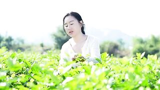 JASMINE TEA