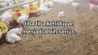 ayam broiler || kata kata lucu 448