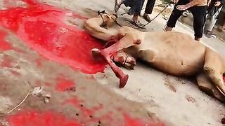 Qurbani camal