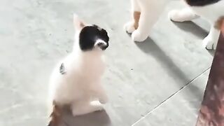 Cat ???? 6