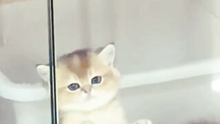 Funny cats 107