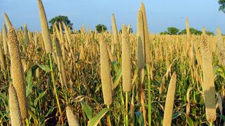 5 Ways to Eat Millets to Prevent Fatty Liver