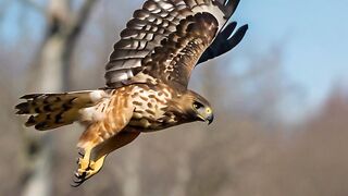 Hawk#