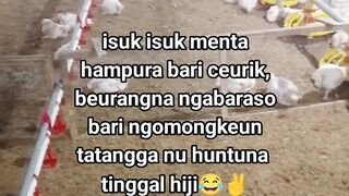 ayam broiler || kata kata lucu 450