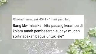 Pasang JARING dikolam TANAH agar gampang PANEN atau SORTIR❗BAGUS atau TIDAK❓