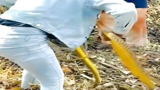An Indian girl collects snakes as if they were just herbs ‏فتاة هندية تجمع الأفاعي كأنها مجرد أعشاب