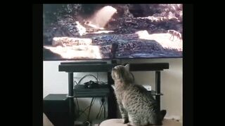 The Lion King 1