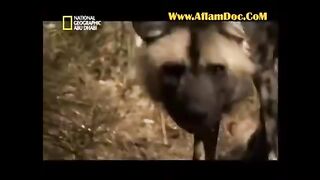 العصابة الحياة البرية عالم الحيوان