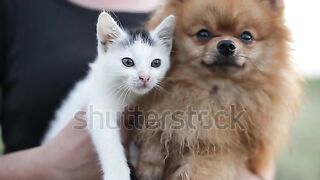 Cat story 2