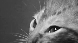 are cat bites dangerous