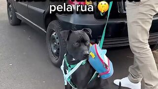 Meu Doguinho