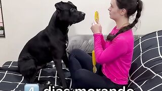 Meu Doguinho 2