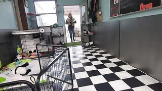 8 Golden retriever puppies (The Sweets Litter)