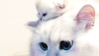 Funny cat video 40