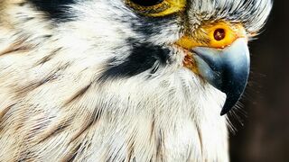 The falcon