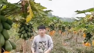 Harvest papaya
