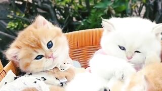 Cats lover 2