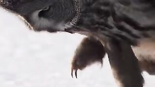 Chasse dans la neige
