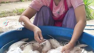 Tikus Thailand