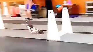 Chiens drôles